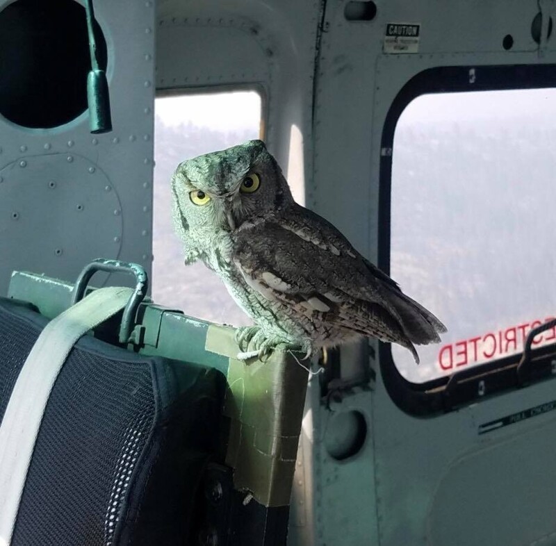 Сова, сидящая на борту американского вертолета