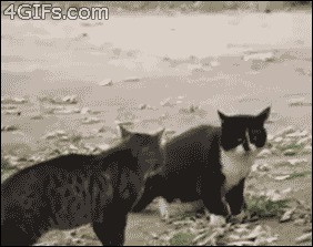 Как кошка с кошкой