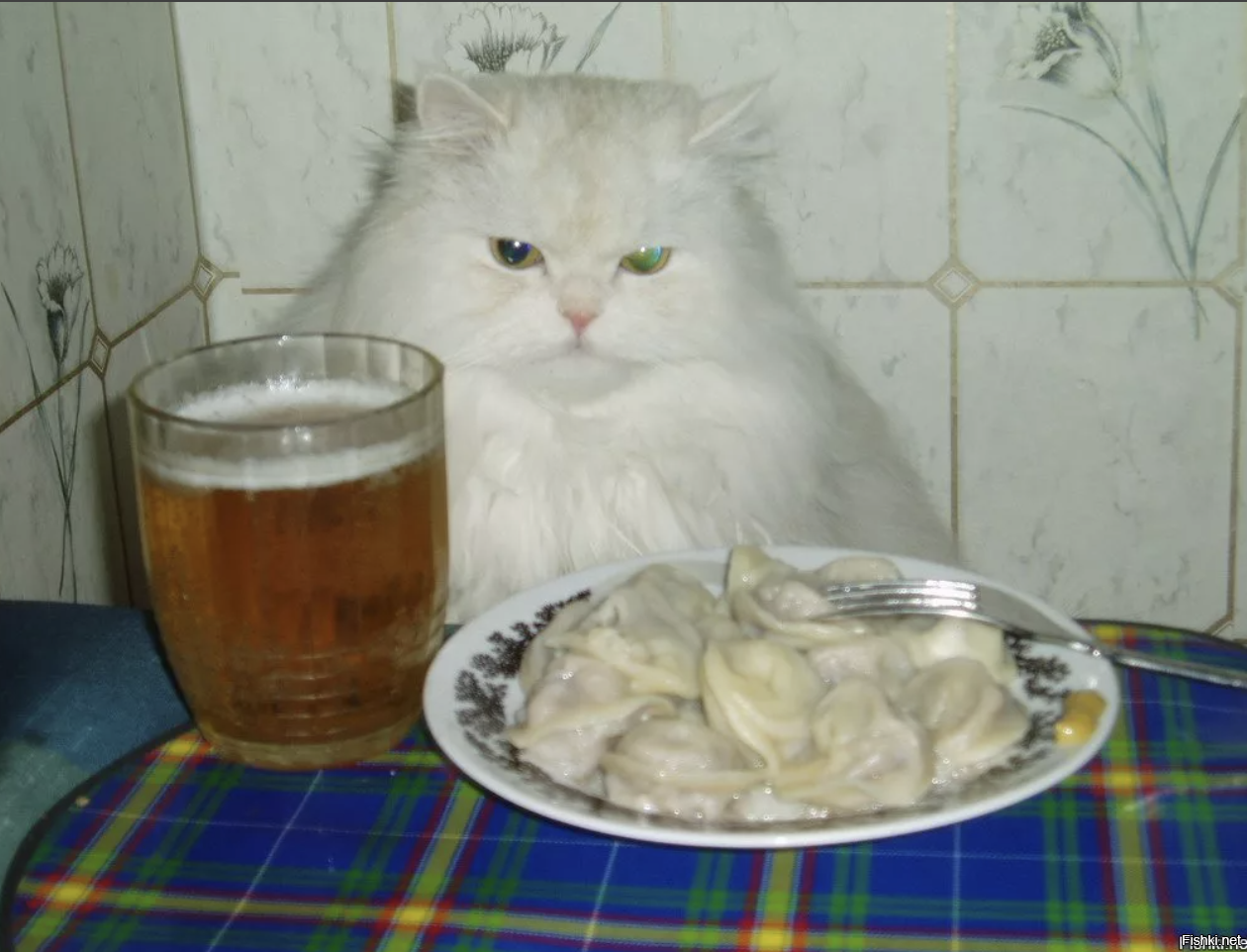 Кот с пивом и пельменями