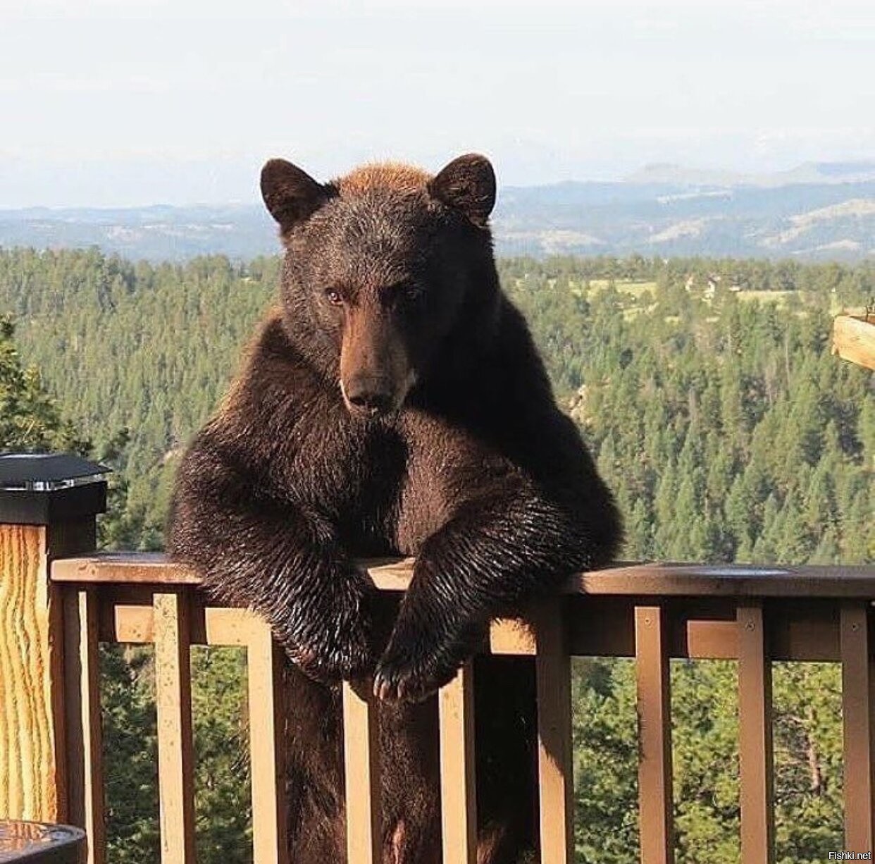 Tell bear. Берлога медведя. Медведь 640x640. Медведь в Воронеже. Есть чо пожрать медведь.
