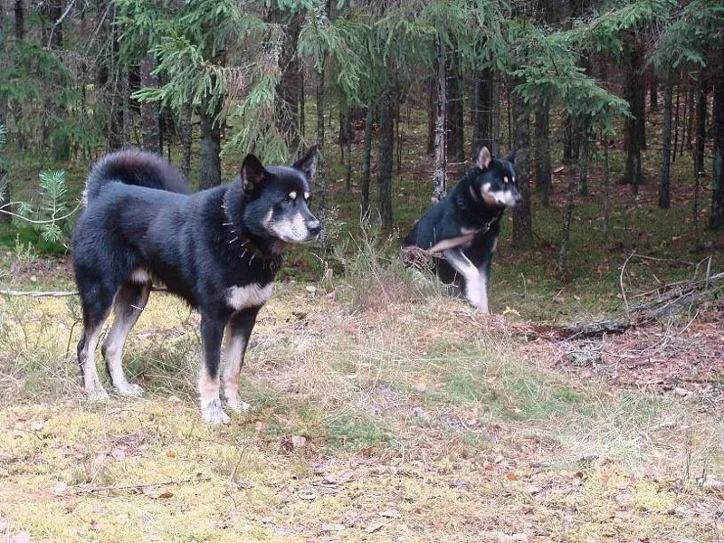 Избегать встреч с милицией Борисову помогали охотничьи собаки