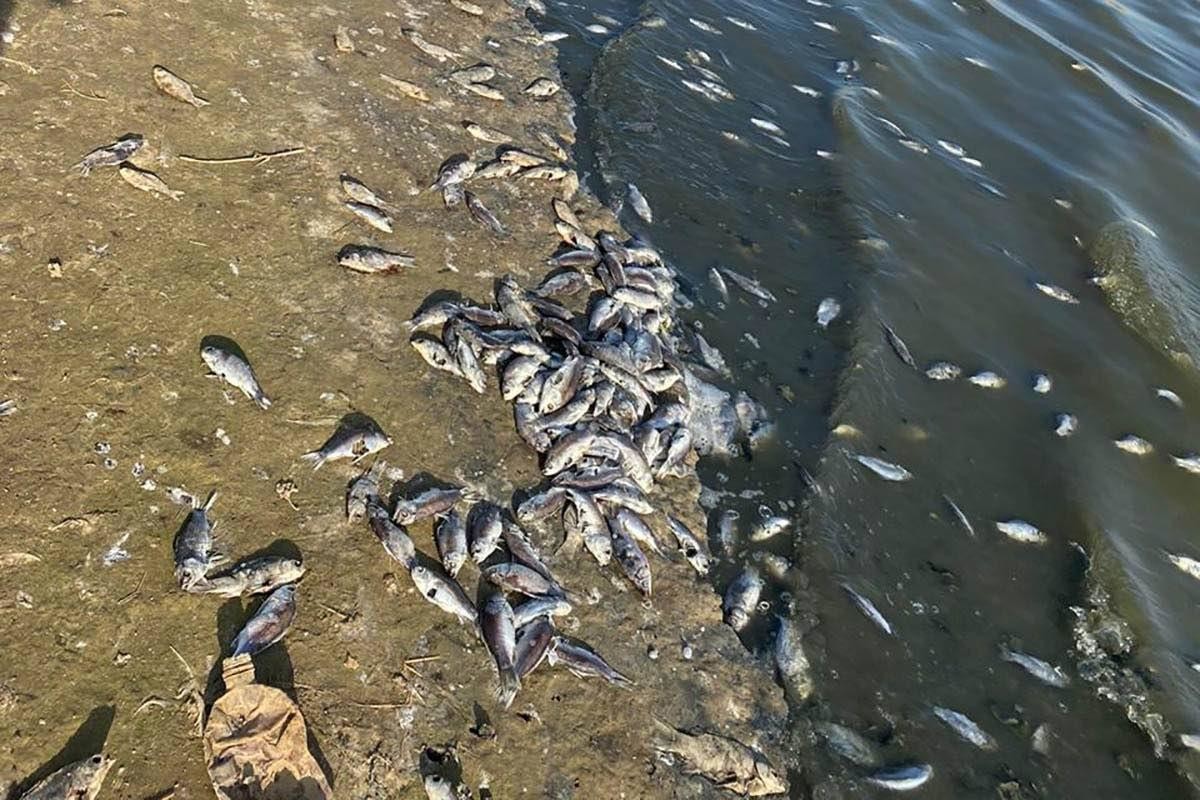 Погибло много рыбы
