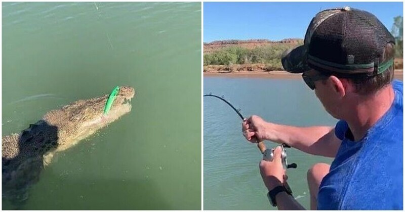 В Австралии на крючок рыбака попался крокодил