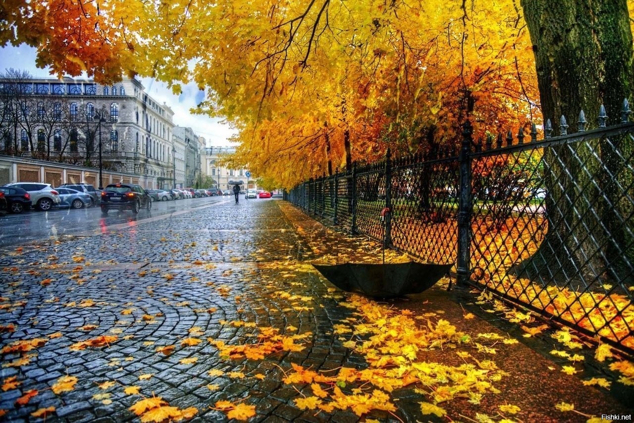 Золотая осень в СПБ Петроградка