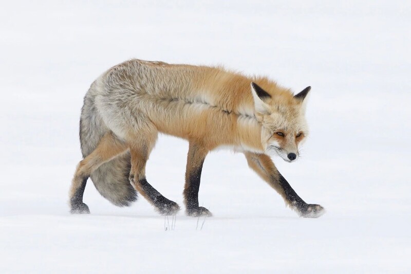 Лисица на снегу. (Фото John Blumenkamp / Wildlife Photographer of the Year):