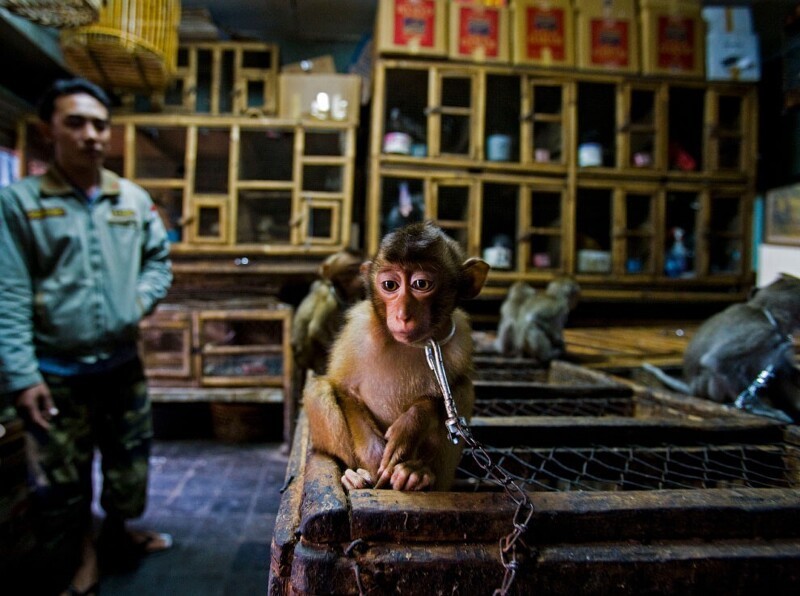 На рынке в Бали продаются обезьяны… (Фото Paul Hilton/Wildlife Photographer of the Year 2020):