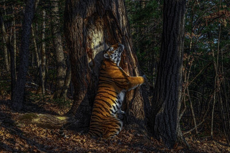 Этот снимок амурской тигрицы в нацпарке «Земля леопарда» принес Сергею Горшкову победу в Wildlife Photographer of the Year 2020