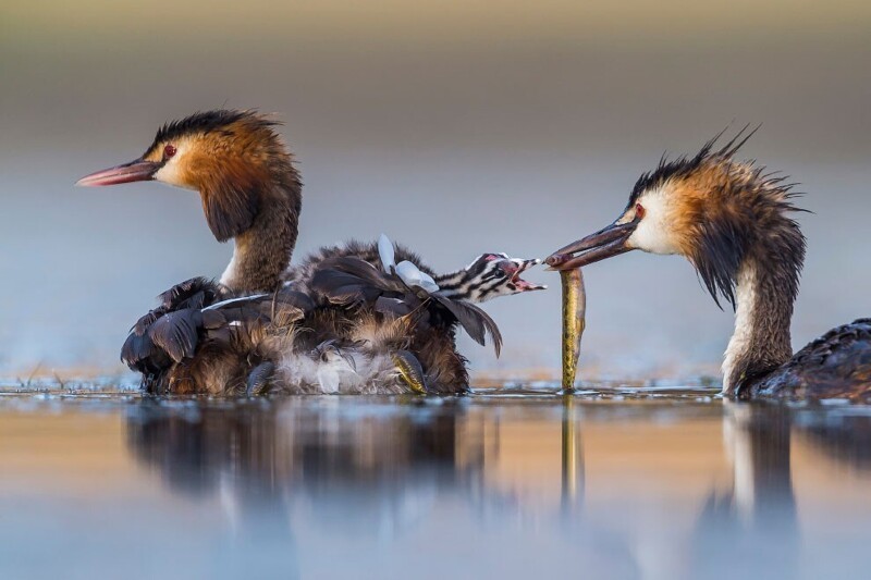 Семья больших поганок. (Фото Jose Luis Ruiz/Wildlife Photographer of the Year 2020):