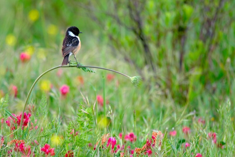 Птица на лугу в Убрике, Андалусия, Испания. (Фото Andrés Luis Dominguez Blanco/Wildlife Photographer of the Year 2020):