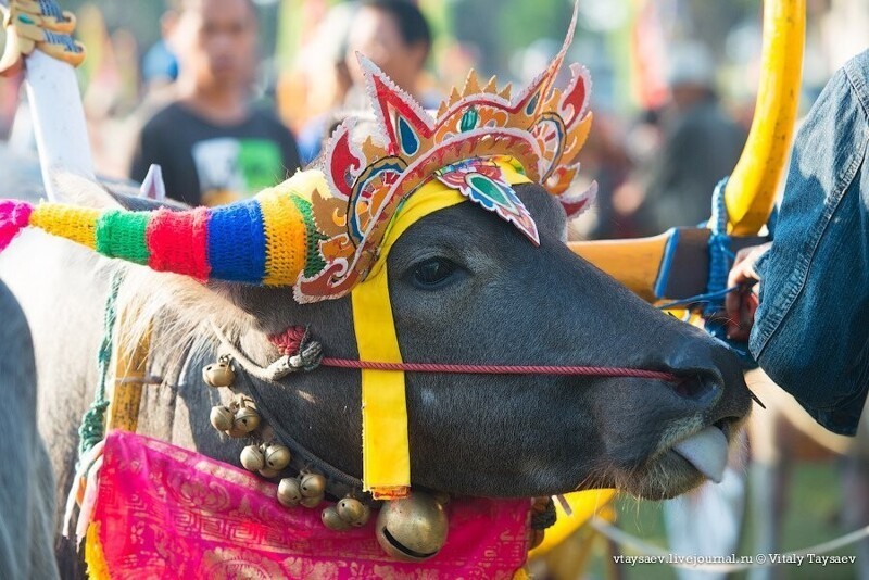 Гонки на буйволах на Бали