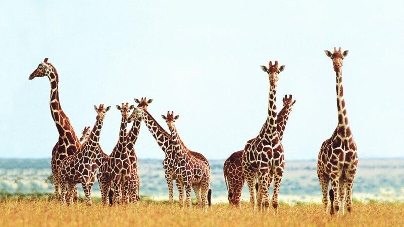 Сколько у жирафа шейных позвонков?