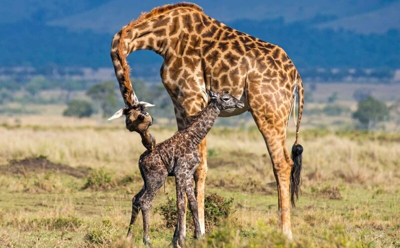 Ученые выяснили, отчего у жирафов длинная шея