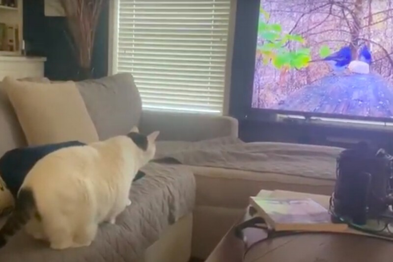 Охота кошки на птиц из телевизора закончилась неудачей