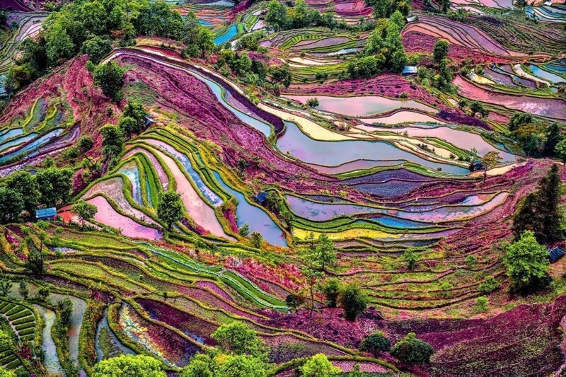 Цветущие рисовые поля, Китай