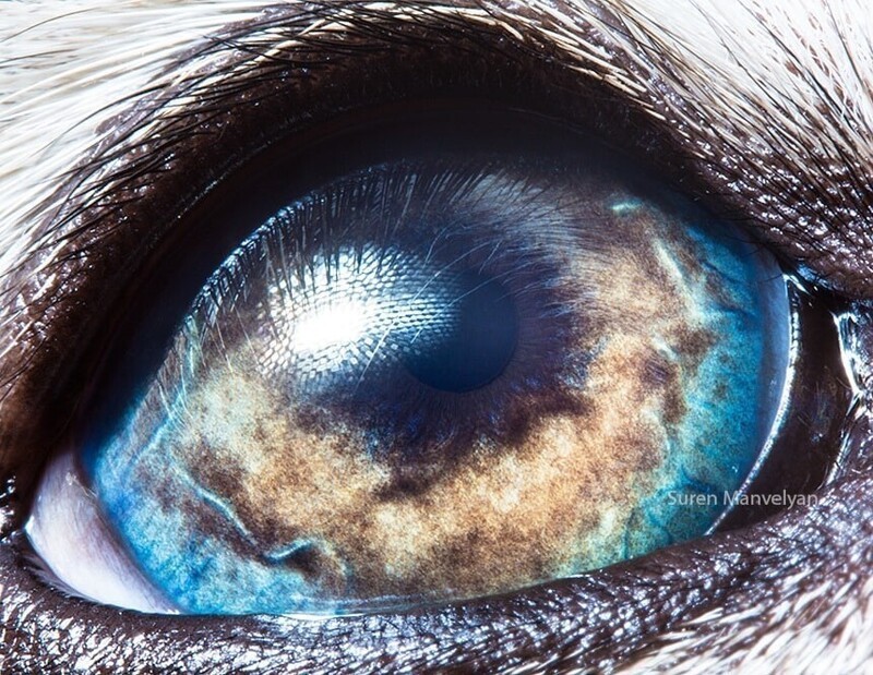 Глаз аляскинского маламута