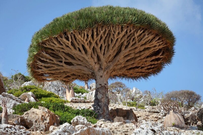Это дерево называется  Драконья кровь и находится на острове Сокотра в Йемене