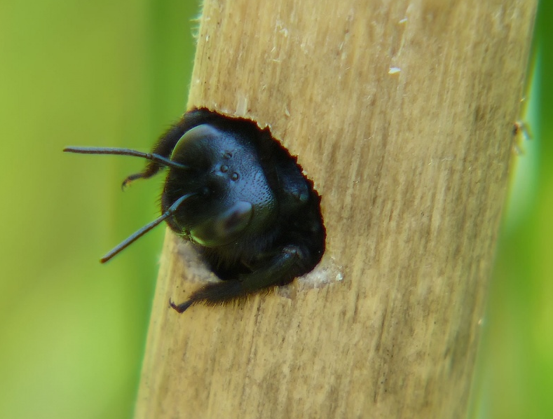 Пчела-плотник: Гигантское чёрное насекомое из деревни. Опасно ли оно?