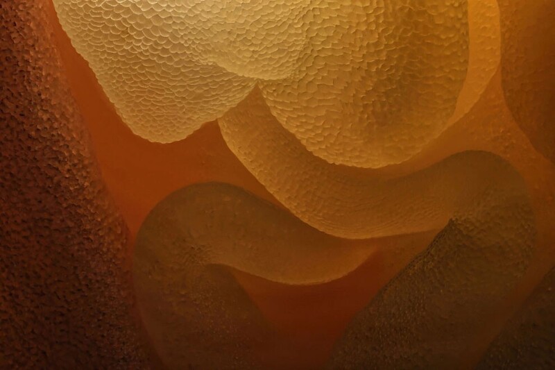 Внутренняя часть нераскрывшегося бутона цветка камелии. (Фото Charles Krebs, Issaquah, Washington, USA):