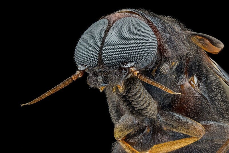 Сверлила — семейство насекомых из отряда жесткокрылых. (Фото Marco Vinicio Retana, Palmares, Alajuela, Costa Rica):