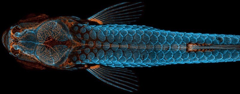 1-е место: вид сверху рыбы. Кости и чешуя (синий цвет) и лимфатические сосуды (оранжевый) у молодых рыбок данио. (Фото Daniel Castranova, Dr Brant Weinstein & Bakary Samasa/Nikon Small World Photomicrography 2020):