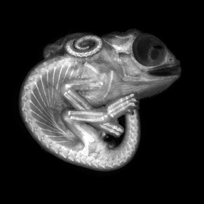 8 место: эмбрион хамелеона. (Фото Dr Allan Carrillo-Baltodano & David Salamanca/Nikon Small World Photomicrography 2020):