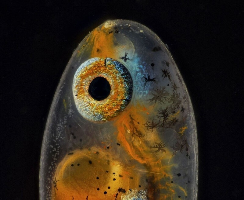 Эмбрион анемона (Amphiprion percula). (Фото Daniel Knop, Oberzent-Airlenbach, Hessen, Germany):