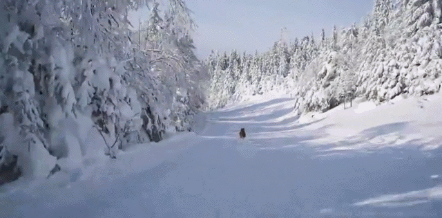 Гифки Гифки