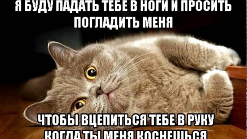 Мемы про котиков