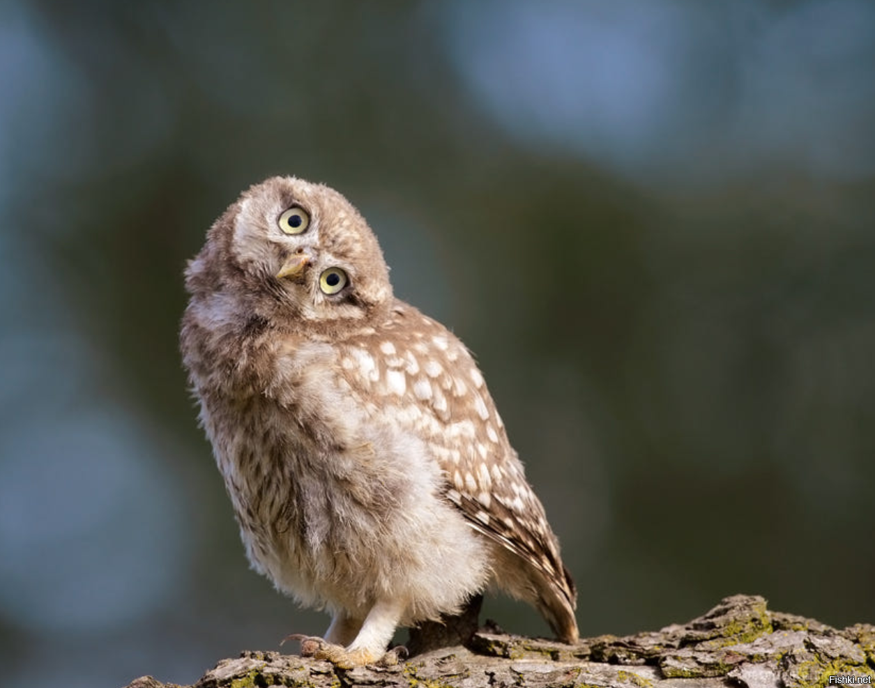 Little Owlet Сова