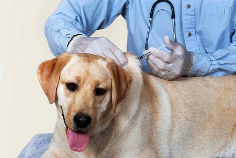 О вакцинации собак
