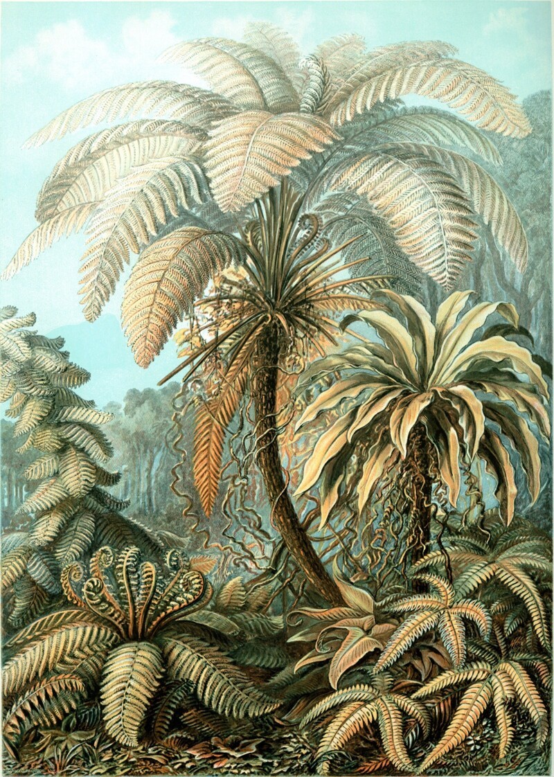 Гигантские растения из группы древовидных папоротников во многом определяли облик планеты в конце палеозойской — начале мезозойской эры.