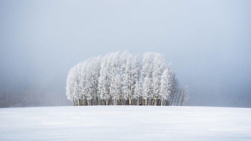 «Деревья и туман». (Фото Preston Stoll/Royal Meteorological Society’s Weather Photographer of the Year Awards):