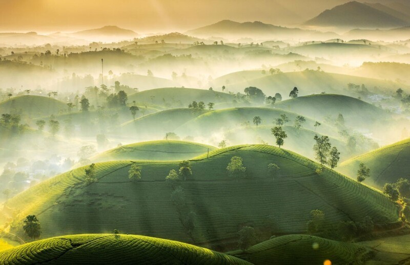 Ранний утренний туман над чайными холмами провинции Пху Тхо во Вьетнаме. (Фото Vu Trung Huan/Royal Meteorological Society’s Weather Photographer of the Year Awards):