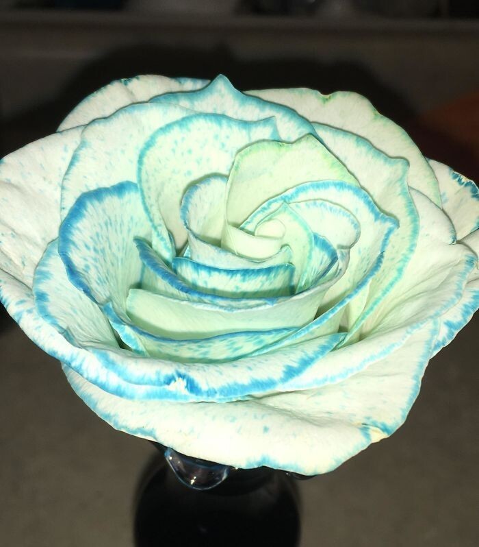26. Что произойдет, если добавить синий пищевой краситель в воду, в которой стоит белая роза