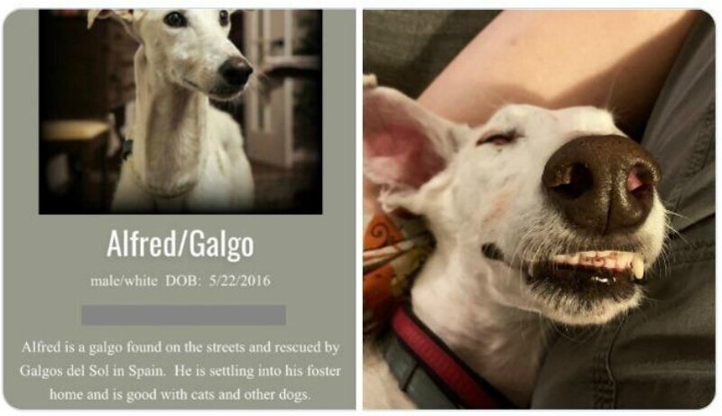 "Этого гальго по кличке Альфред нашла на улице и спасла организация Galgos del Sol в Испании. Он ищет дом, и прекрасно ладит с другими собаками и кошками"