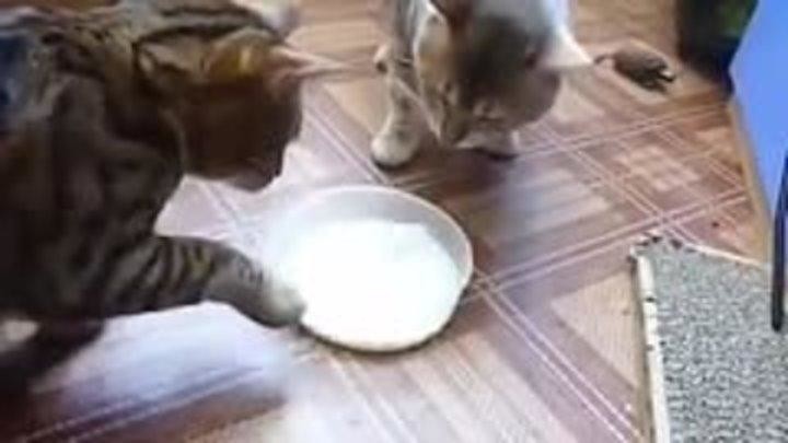 Благородство и предупредительность: как два кота делили миску с молоком