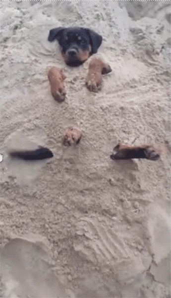 Когда твой хозяин еще тот шутник