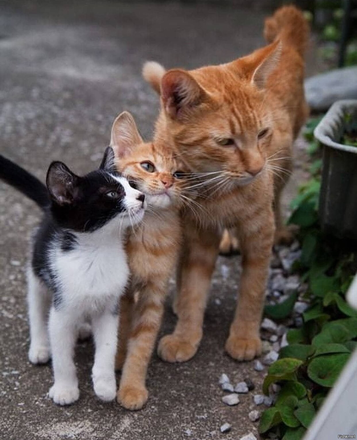 кошка и 2 котенка. кошка и 2 котенка. кошка с двумя котятками. два красивых котëнка. красивые котята.