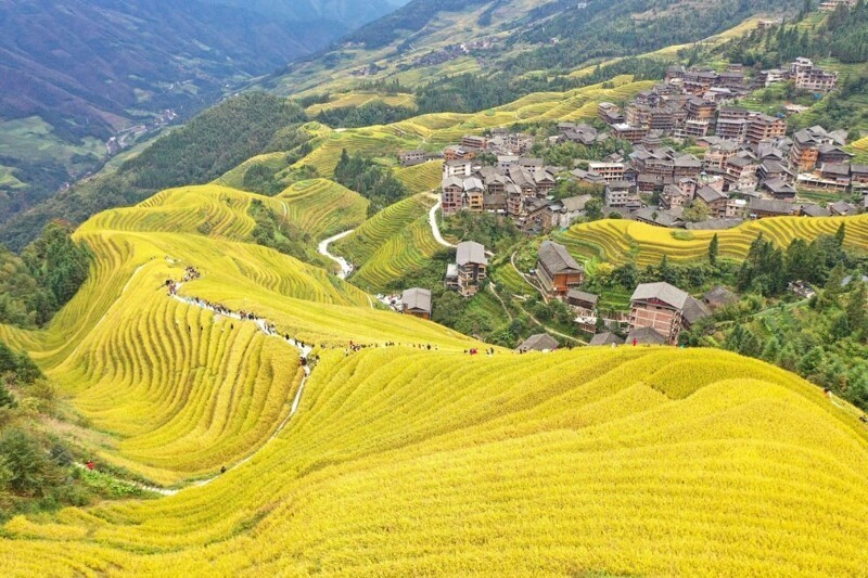 Осенние рисовые террасы в Гуйлине, Гуанси. (Фото Costfoto):