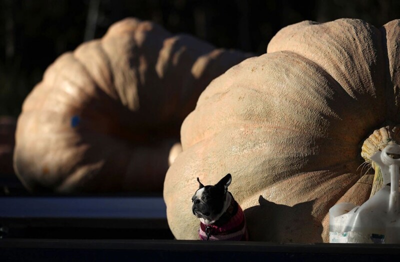 Чемпионат мира по самым большим тыквам в Калифорнии. Вес победной тыквы — 1066 кг! (Фото Justin Sullivan):