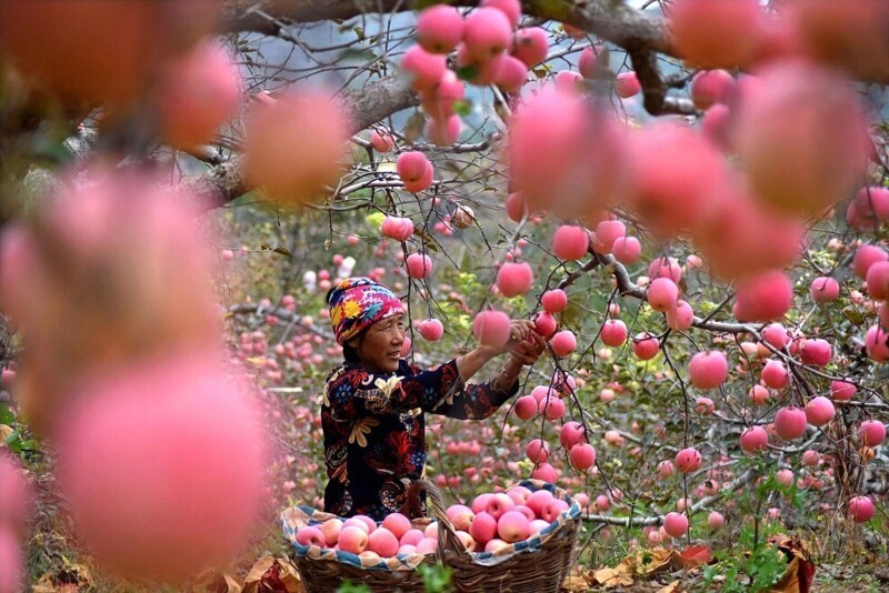 Сбор урожая яблок в уезде Юань, провинция Шаньдун, Китай. (Фото Zhao Dongshan):