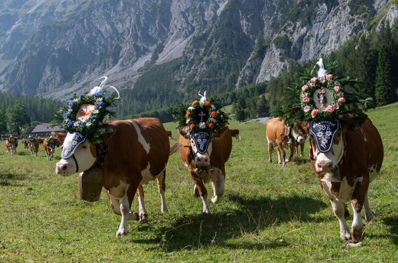 Коровы, украшенные колокольчиками и цветами, покидают свои летние пастбища в альпийском природном парке Карвендель, Австрия. (Фото Joe Klamar):