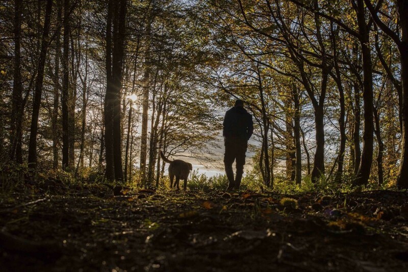 Прогулка по осеннему лесу в Кардиффе, Англия. (Фото Mark Hawkins):