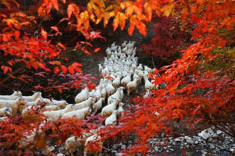 Овцы и осенние деревья в Даньдуне, Китай, (Фото Sun Chengwu):