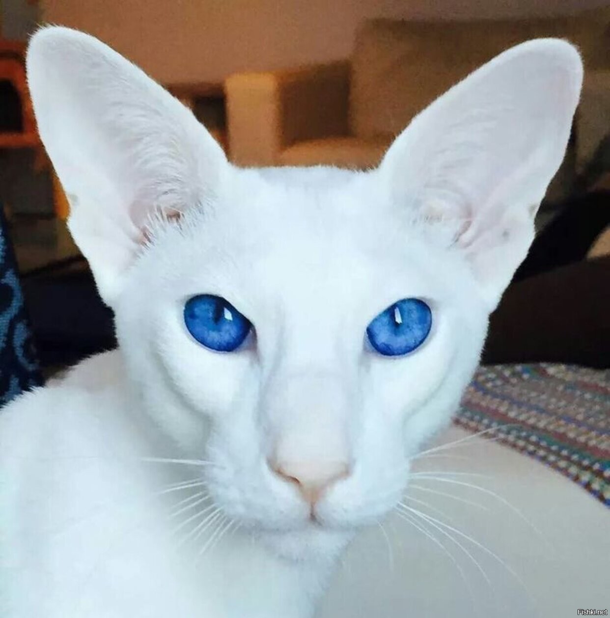 Породы котов с голубыми глазами. Ориентальная порода Форин Вайт. Ориентальная кошка голубая. Белый Ориентал форинвайт. Форин Вайт кошка.