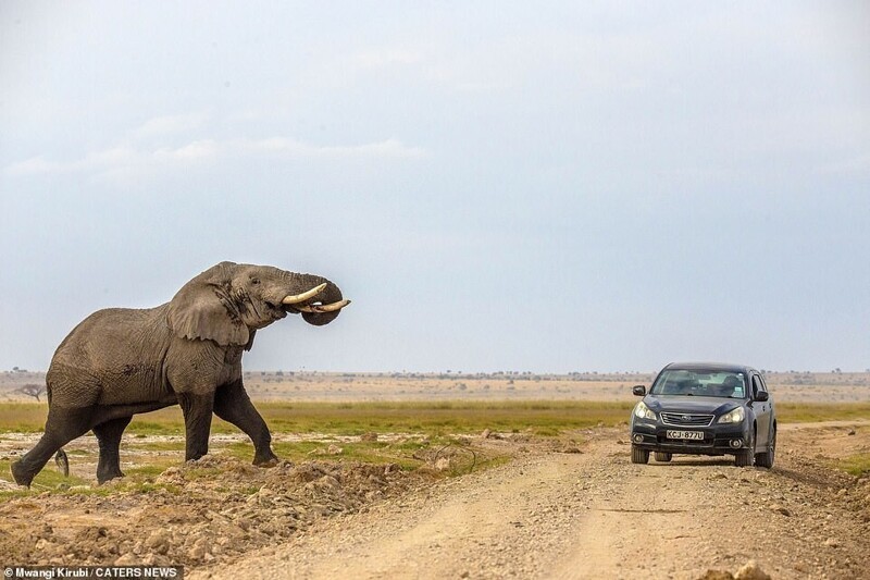 Гигантская слониха чуть не затоптала автомобиль в Кении