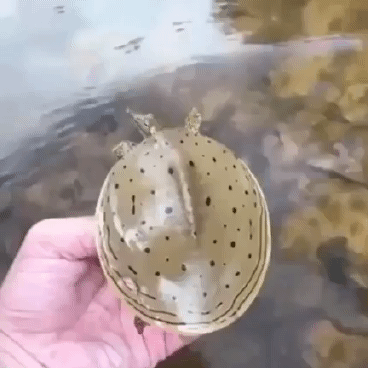 Гифки всякие