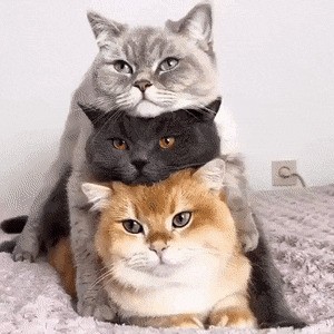 Гифки с кошками