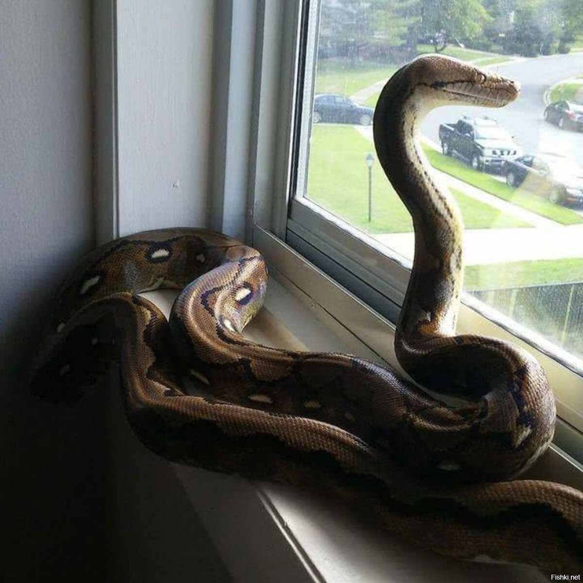 Жена змея ждет мужа