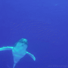 Разные гифки